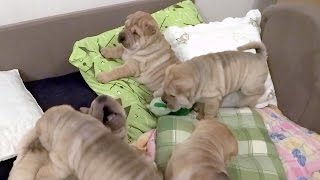 Shar Pei puppies are playing on their bed [upl. by Moser751]