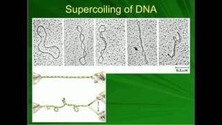 Introduction to DNA Supercoiling [upl. by Algy]