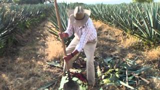 Alquimia Tequila  Luis harvesting an agave [upl. by Efioa]