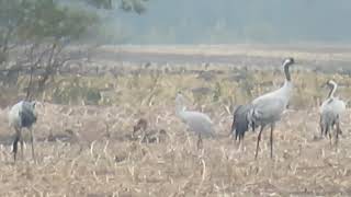 Sandhill Crane Antigone canadensis Canadese Kraanvogel Bourtanger Moor Germany 8 Nov 2024 46 [upl. by Gretel705]