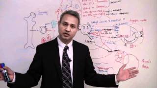 Immunology T Cells Lecture 7 part 44 [upl. by Gamal542]