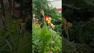 Mast hawaon me kaise jhhoom rahe Canna k flowers 😊🤗Short 181 Beautiful Garden [upl. by Naujled]