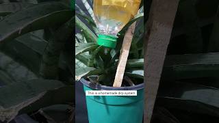 DIY Watering Drip System at Home  Easy amp Affordable Gardening Solution [upl. by Addis]