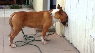 Rusty Mini Bull Terrier says I want in the garage  Mini Bull Terrier Trancing [upl. by Urbain97]