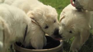 Hoe moet ik een puppy opvoeden  Royal Canin [upl. by Notreve]