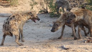 Hyenas Fight for Food [upl. by Lyda]