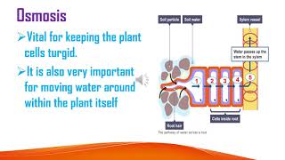 Grade 10 Biology Unit 3 part Three Transport in Plants in Amharic 10ኛ ክፍል ባዮሎጂ ዩኒት 3 [upl. by Saddler165]