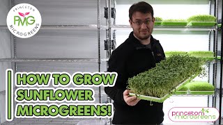 How to grow Sunflower Microgreens [upl. by Chip]