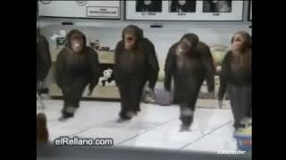 monos bailandoxD memes humour [upl. by Ardnauqal177]