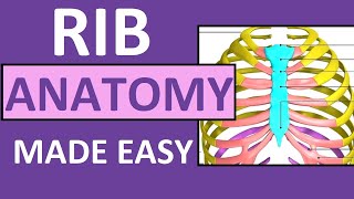 Rib Anatomy  True Ribs False Ribs Floating Ribs  Typical vs Atypical Ribs [upl. by Linnea]