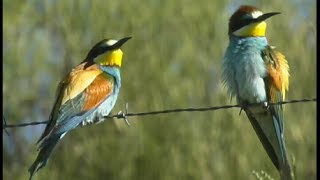 Guêpier dEurope  Beeeater  Bienenfresser  Merops apiaster [upl. by Aerbma]