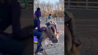 Shetland pony grand national race training in full swing for Harlow and Cloudy 😍 [upl. by Helman]