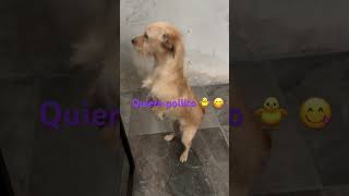 👑🐕 perros pollo obedience mascotas home entrenamiento caninos casapropia adoptanocompres [upl. by Yer770]