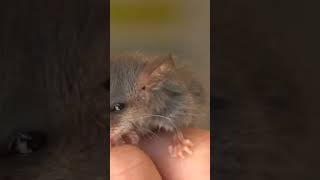 Mountain Pygmypossum Burramys parvus [upl. by Aihsemek]