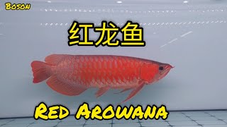 红龙金龙鱼Red Arowana，新山Sutera Mall 宠物展览2024 pameran haiwan peliharaan pet exhibition [upl. by Calhoun]