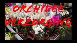 Hoe Te Verzorgen amp Tips ORCHIDEEEN Planten [upl. by Nalym]