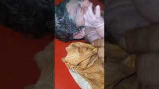 Why New Born Baby Covered in Vernix Now Start the cleaning of Baby [upl. by Hardner]