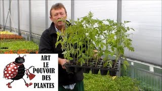 Chaine tv de JardinageSemis de tomatesentretientaillearrosageComment faire un semis de tomates [upl. by Kiyoshi]