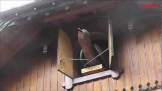 Weltgrößte Kuckucksuhr Schwarzwald  Worlds Biggest Cuckoo Clock near Triberg Black forest [upl. by Ahsenac]