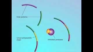 HIV Mechanisms of Action of Protease Inhibitors PIs [upl. by Etnahsal]