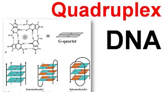 DNA structure  Quadruplex DNA [upl. by Tedda]