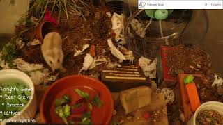 1st Live Stream Part D Meet Alice Campbells Dwarf Hamster Ov  hamsterwonderland on Twitch [upl. by Amsirp413]