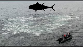 TUNA and FIN WHALE 4k slow motion Giant Bluefin Tuna chasing with whales [upl. by Yrrol]