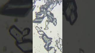 Crystallization Process Under a Microscope  Copper Sulpate Crystallization  Learn Practically [upl. by Ilowell]