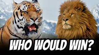 Barbary Lion vs Siberian Tiger  Who Would Win This FIGHT [upl. by Tsyhtema]