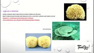 PHYLUM PORIFERA CLASSIFICATION [upl. by Cherianne]