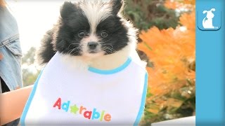 Pomeranian Puppy In A Baby Bib Is Awesome  Puppy Love [upl. by Naniac]