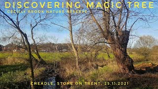 DISCOVERING MAGIC TREE CECILLY BROOK NATURE RESERVE CHEADLE STOKE ON TRENT 25TH NOVEMBER 2021 [upl. by Aivlis682]