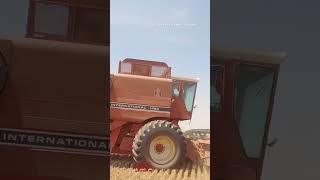 INTERNATIONAL 1480 AxialFlow Combine Harvesting Wheat [upl. by Avehsile]