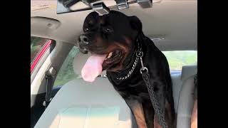 ROTTWEILER THINKS HES DRIVING 🤣 rottweiler pitbullpuppy riding driving [upl. by Itsur457]