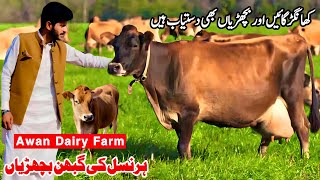 Awan Dairy Farm  Heifers For Sale In Punjab  Khangar Cows  Pk Janwar Mandi [upl. by Aramoix]