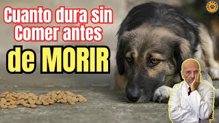 🚨 CUANTO DURA UN PERRO SIN COMER ANTES DE MORIR 🚨 [upl. by Light]