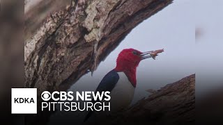 Rare redheaded woodpecker spotted in Pittsburgh area [upl. by Assina]