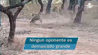 Captan en video pelea entre un perro callejero y una leona durante safari en India [upl. by Gebhardt150]