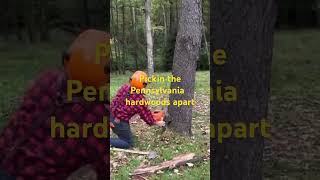 shorts falling timber in Pennsylvania logger timberfaller chainsaw tree husqvarnachainsaws [upl. by Zinck110]