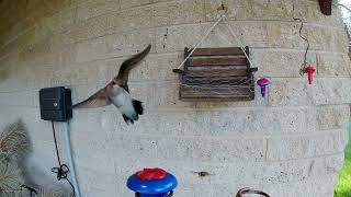 Wasp chasing Hummingbird 07 Aug 2024 [upl. by Nosyarg]