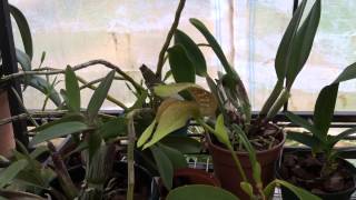 Bulbophyllum grandiflorum care [upl. by Wershba]