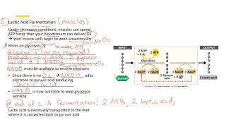 Lactic Acid Fermentation 2 [upl. by Avis]