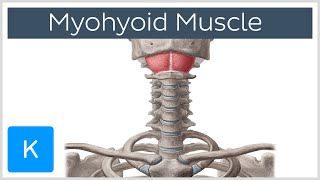 Mylohyoid Muscle  Attachments amp Function  Human Anatomy  Kenhub [upl. by Elboa414]