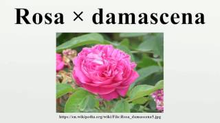 Rosa × damascena [upl. by Schuyler408]