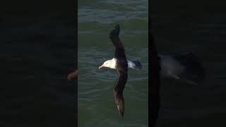 Throwback to seeing a black browed albatross at RSPB Bempton [upl. by Chernow]