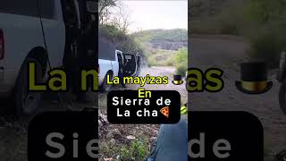 La mayizas están en sierra de la cha🍕 mayitoflaco mexico sinaloa lospshorts lpm [upl. by Danae]