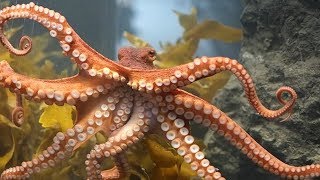 Octopuses Not Aliens Still Awesome  True Origins of Cephalopods  Nerd Nite San Francisco [upl. by Ayamat914]