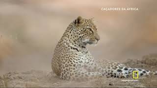 Caçadores Da África  Leopardo HD [upl. by Deys]