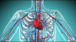 CARDIOVASCULAR SYSTEM HEART CRASH COURSE LECTURE [upl. by Klapp]