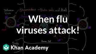 When flu viruses attack  Infectious diseases  Health amp Medicine  Khan Academy [upl. by Wilbert]